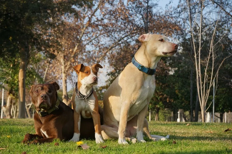 Breed restrictions in rentals