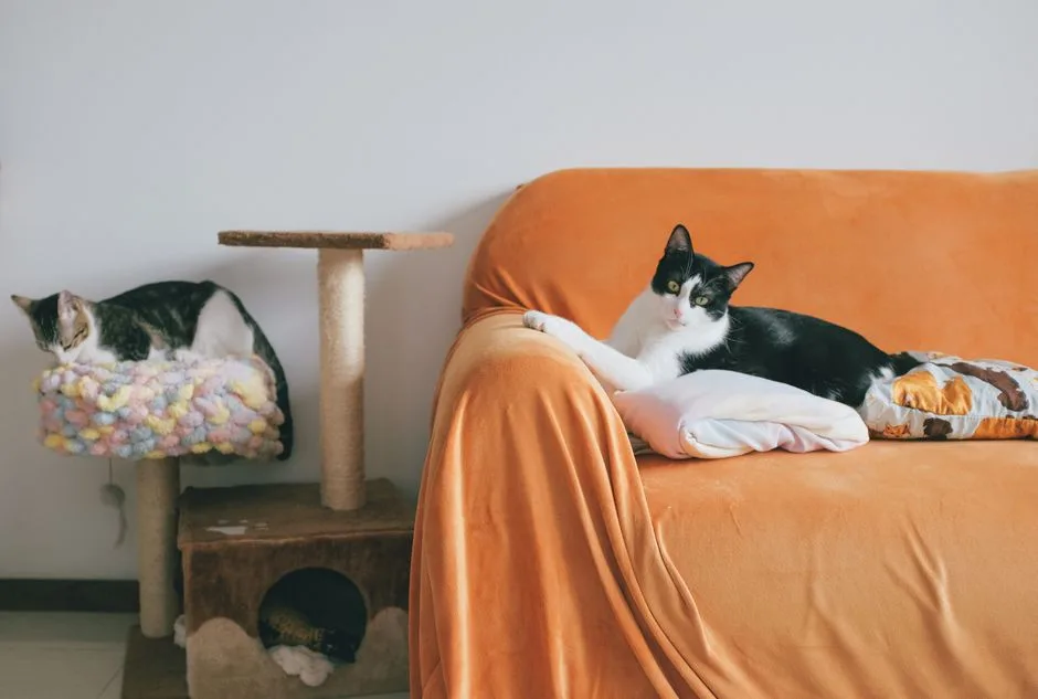 Cat-proofing rental apartment