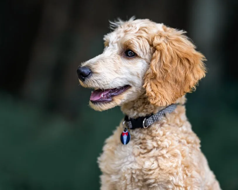 Professional pet resume document with dog photo