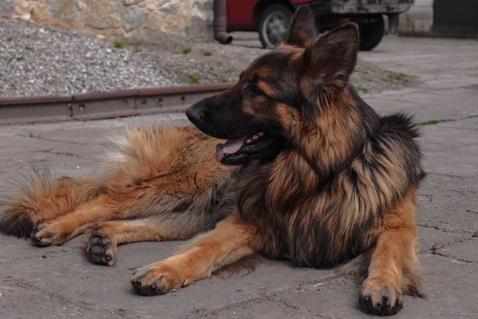Renting with a large dog