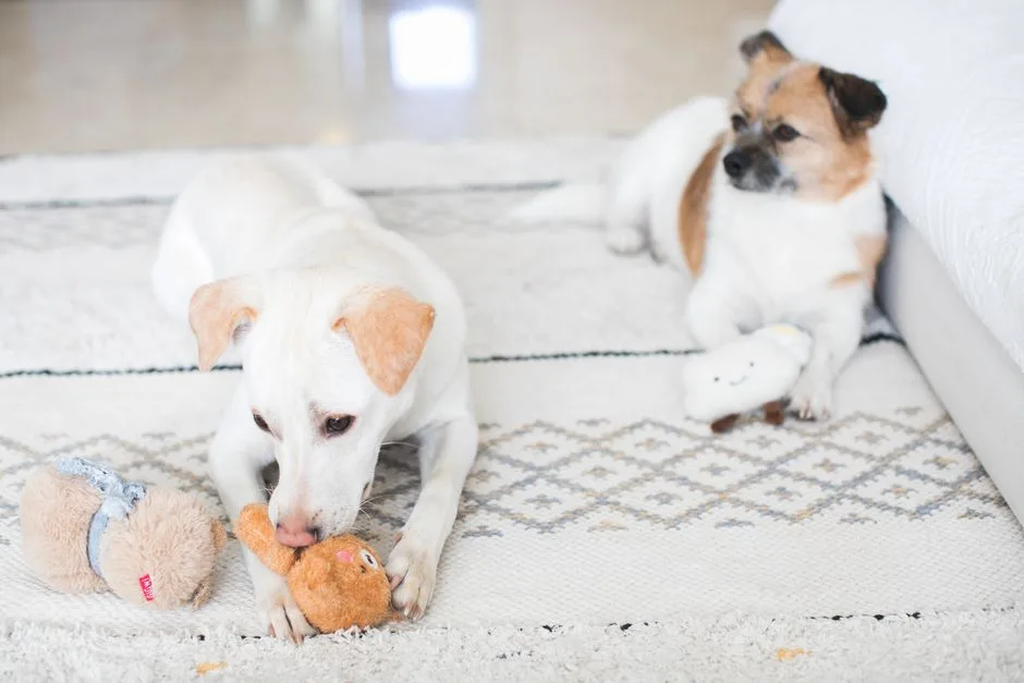 Small apartment hacks for dog owners